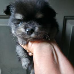 Black n tan boy 3 - Black and tan male Pomeranian puppy in Carrollton, Georgia from B AND R'S POMERANIAN'S