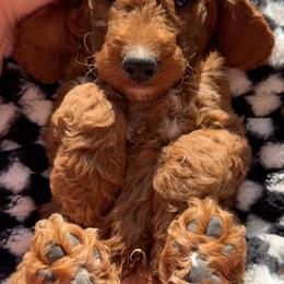 Assorted Doodle Crosses, Goldendoodle, Labradoodle, and Poodle Puppies from Ruff Country Doodles