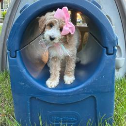 Emmie Faye(Guardian Home Opportunity) - Cream female Goldendoodle puppy in Valdosta, Georgia from Designer Doodles of South GA