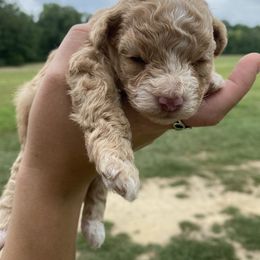 "RESERVED " Cockapoo Puppies from Darling Doodles
