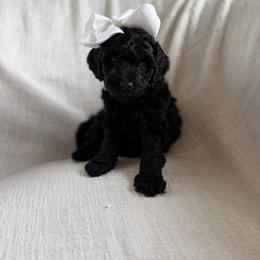 Walter - Black female Goldendoodle puppy in South Jordan, Utah from Daybreak Doodles