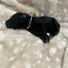 Goldendoodle Puppies from Sugar Doodles