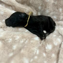 Goldendoodle Puppies from Sugar Doodles