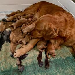 Girl 4 - Dark golden female Golden Retriever puppy in Lebanon, Oregon from Dark Goldens on Hilltop