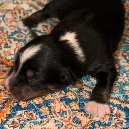 BTF - Black tri female Toy Australian Shepherd puppy in Bogata, Texas from Maple Creek Run