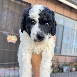 Pumpkin - Parti female Poodle puppy in Grover Beach, California from Central Coast Poodle Paws