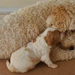 Goldendoodle Puppies from Doodles of Colorado
