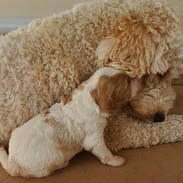 Goldendoodle Puppies from Doodles of Colorado