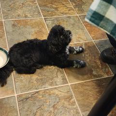 Shichon All Grown Up from Shichon Teddybear  puppies of Miss