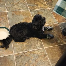 Shichon All Grown Up from Shichon Teddybear  puppies of Miss