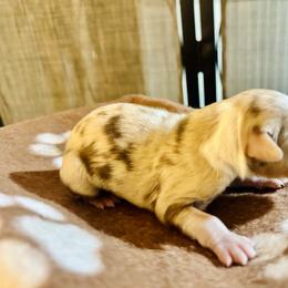 Apache - Red merle male Miniature Australian Shepherd puppy in Wauchula, Florida from Sun & Moon Aussies