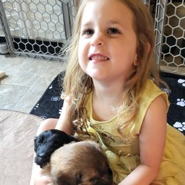 Aussiedoodle Puppies from Ocala Doodle Ranch