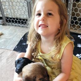 Aussiedoodle Puppies from Ocala Doodle Ranch