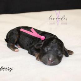 Elderberry - Black and tan female Cockapoo puppy in Mancelona, Michigan from Lavender poodles & doodles