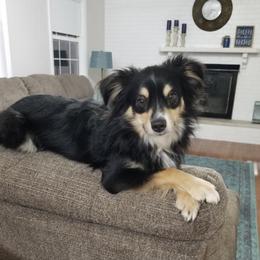 Toy Australian Shepherd Puppies from Kickapoo Creek Aussies