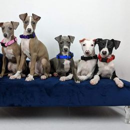 Italian Greyhound Puppies from Divine Italian Greyhounds
