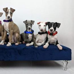 Italian Greyhound Puppies from Divine Italian Greyhounds