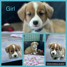 Pembroke Welsh Corgi Puppies from Western Star Corgis