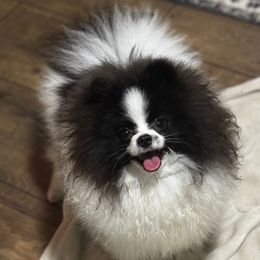 Orca - Pomeranian