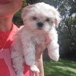 Girl 2 - White female Mal-Shi puppy in Mundelein, Illinois from FurEver Friends Designer Breeds