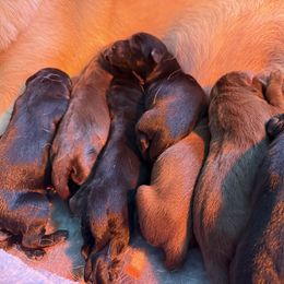 Puppy 6 - Black female Labrador Retriever puppy in Long Valley, New Jersey from Long Valley Labradors