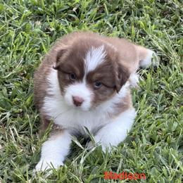 Australian Shepherd puppies from FairWilde