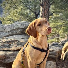 Lil Red - Yellow female Labrador Retriever puppy in Rapid City, South Dakota from LuLu Ridge Pups