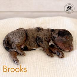 Brooks - Tri-color male Bernedoodle puppy in Greenville, Texas from Doodles of Promise