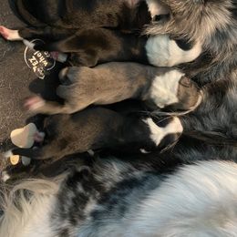 Australian Shepherd Puppies from Lil' Blue Blessings