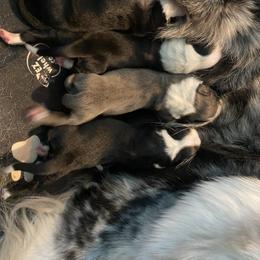 Australian Shepherd Puppies from Lil' Blue Blessings