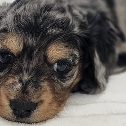 Dachshunds from LoveLee Dachshunds