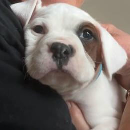 Boy 6 - light blue 'biggest boy' - White male Boxer puppy in Nashville, Tennessee from Best Friends over 20+ years experience