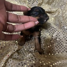 Peter - Black and tan male Yorkshire Terrier puppy in Keyser, West Virginia from Bella’s Yorkies