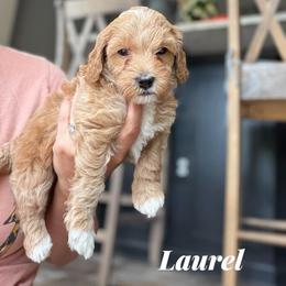Laurel - Red  female Goldendoodle puppy in Hughesville, Maryland from Fox Run Farm