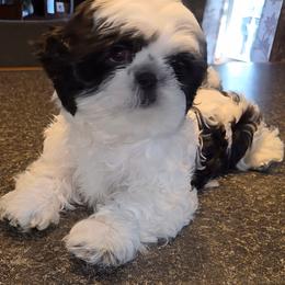 Boy5 - Black and white male Shih Tzu puppy in Buxton, Maine from Shih Tzu Junction