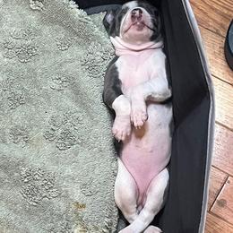 Dutchess (Girl 2) - White and blue female Italian Greyhound puppy in Brooksville, Florida from Fisher Link