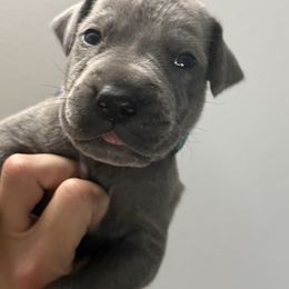 Vixen - Blue female Great Dane puppy in Batavia, Illinois from Dream Danes House of Cambridge Great Danes