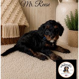 Mr. Reese - Phantom male Bernedoodle puppy in Altura, Minnesota from Bluffside Berners