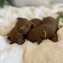 Maltipoo Puppies from Puppyzenn