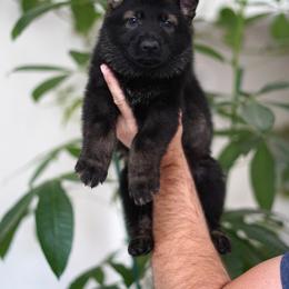 Ronan - Sable male German Shepherd puppy in Coarsegold, California from Yosemite Shepherds