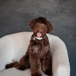 Tecova - Aussiedoodle
