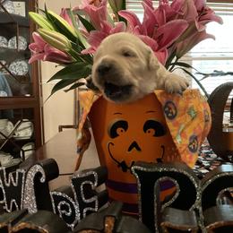 Golden Retriever Puppies from Tupelo Honey Farm's Golden Retrievers