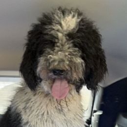 Aussiedoodles, Australian Shepherds, and Poodles from Barefoot Kennel