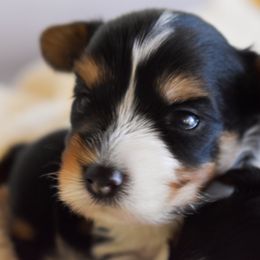 Hansel - Black tan and white male Biewer Terrier puppy in California from Skyridge Puppies