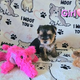 Lily Rose - Black and gold female Yorkshire Terrier puppy in Nitro, West Virginia from Kathryn's Yorkies
