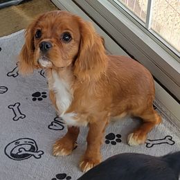 Cavalier King Charles Spaniel Puppies from Cavaliers by Patricia Green
