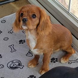 Cavalier King Charles Spaniel Puppies from Cavaliers by Patricia Green