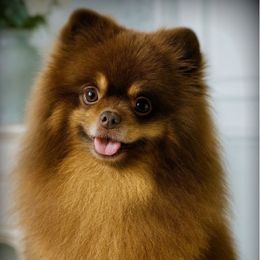 Tootsie - Pomeranian