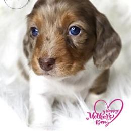 Dachshund Puppies from Bald Mountain Dachshunds