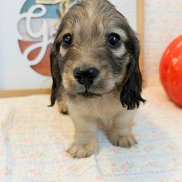 Posie - Cream female Dachshund puppy in Sylvania, Alabama from Yancey’s Doxies